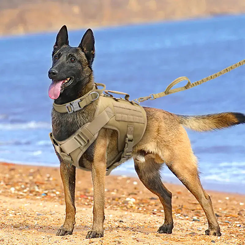 Harnais Tactics K9 pour Chien